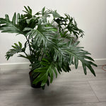 MeeCaro - groen - kust plant