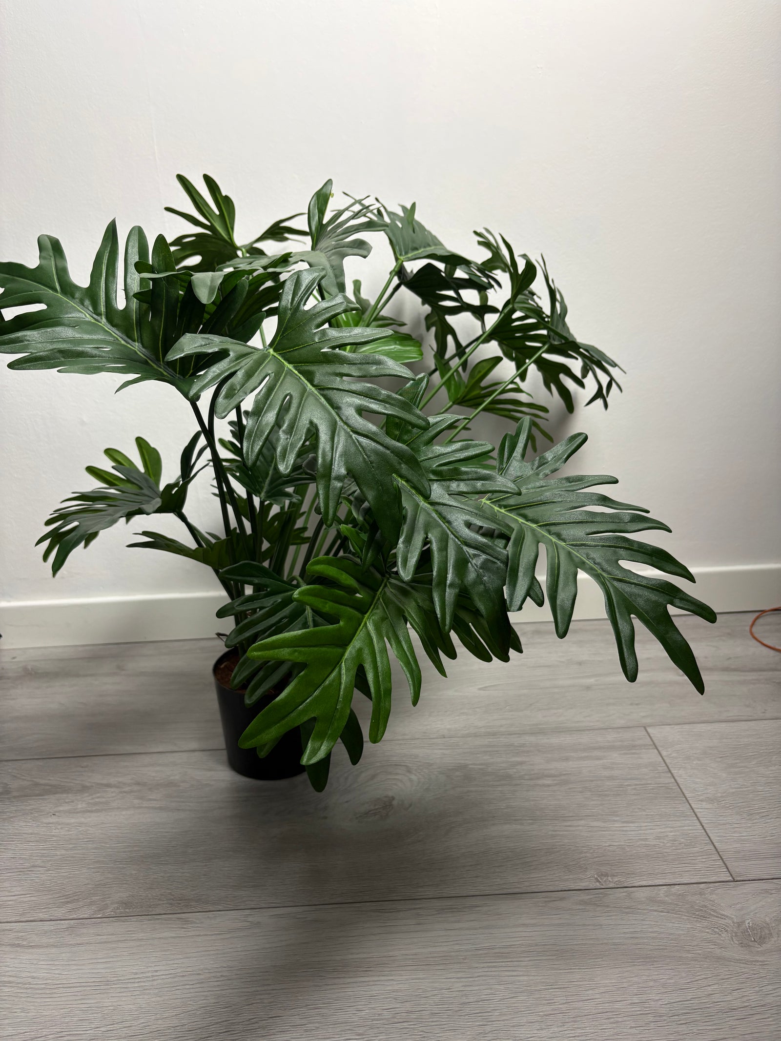 MeeCaro - groen - kust plant