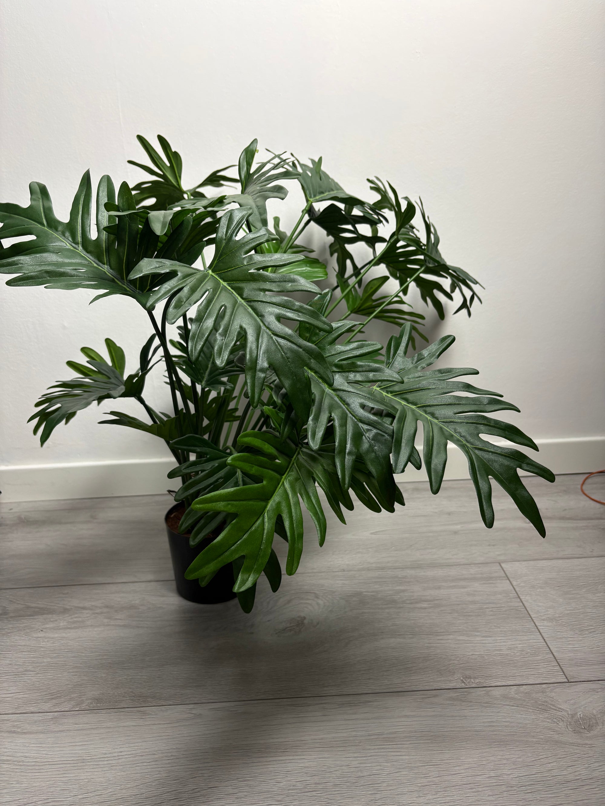 MeeCaro - groen - kust plant