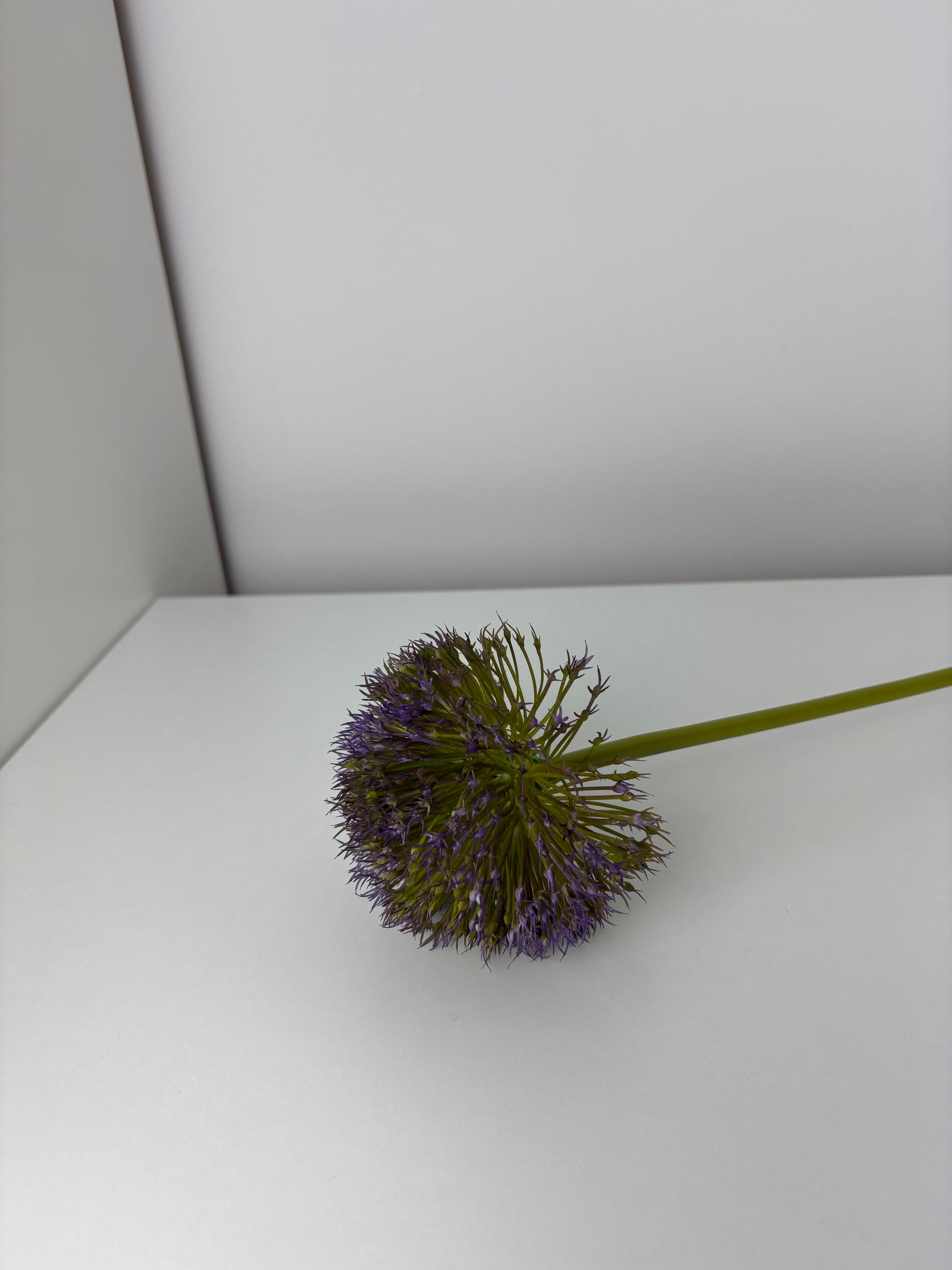 MeeVogue - purple - bloem