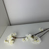 MeeDazzle - white - prunus malaga