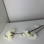 MeeDazzle - white - prunus malaga