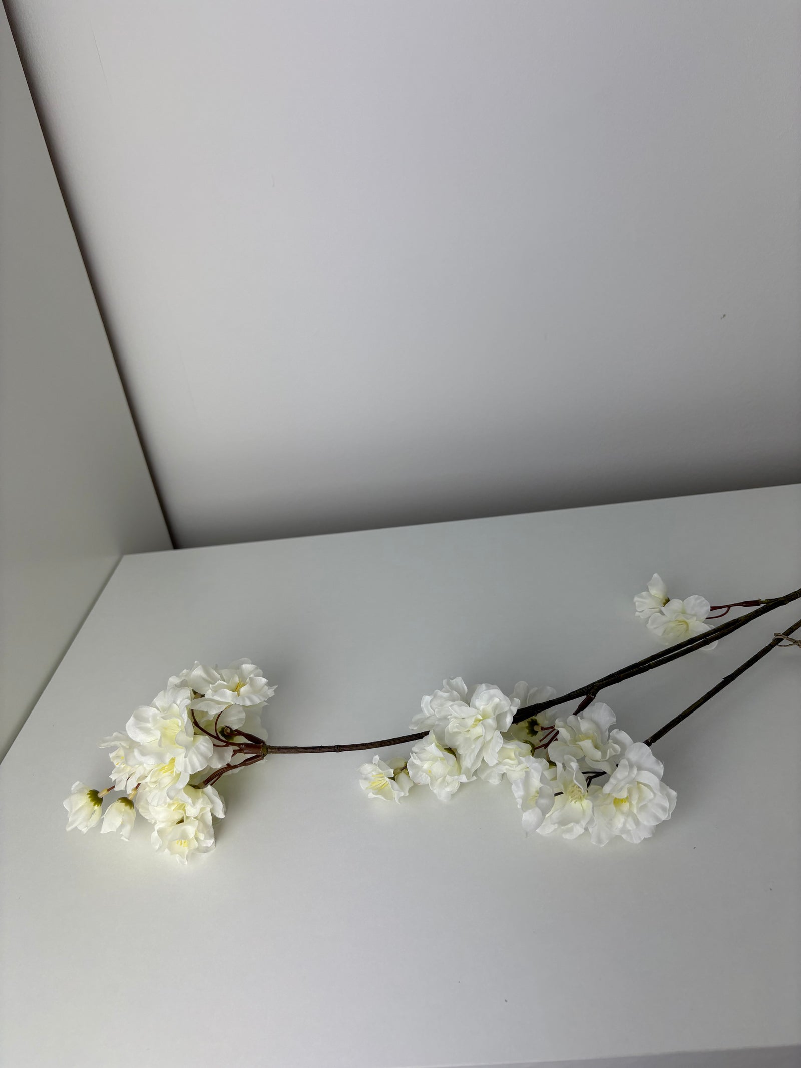 MeeDazzle - white - prunus malaga