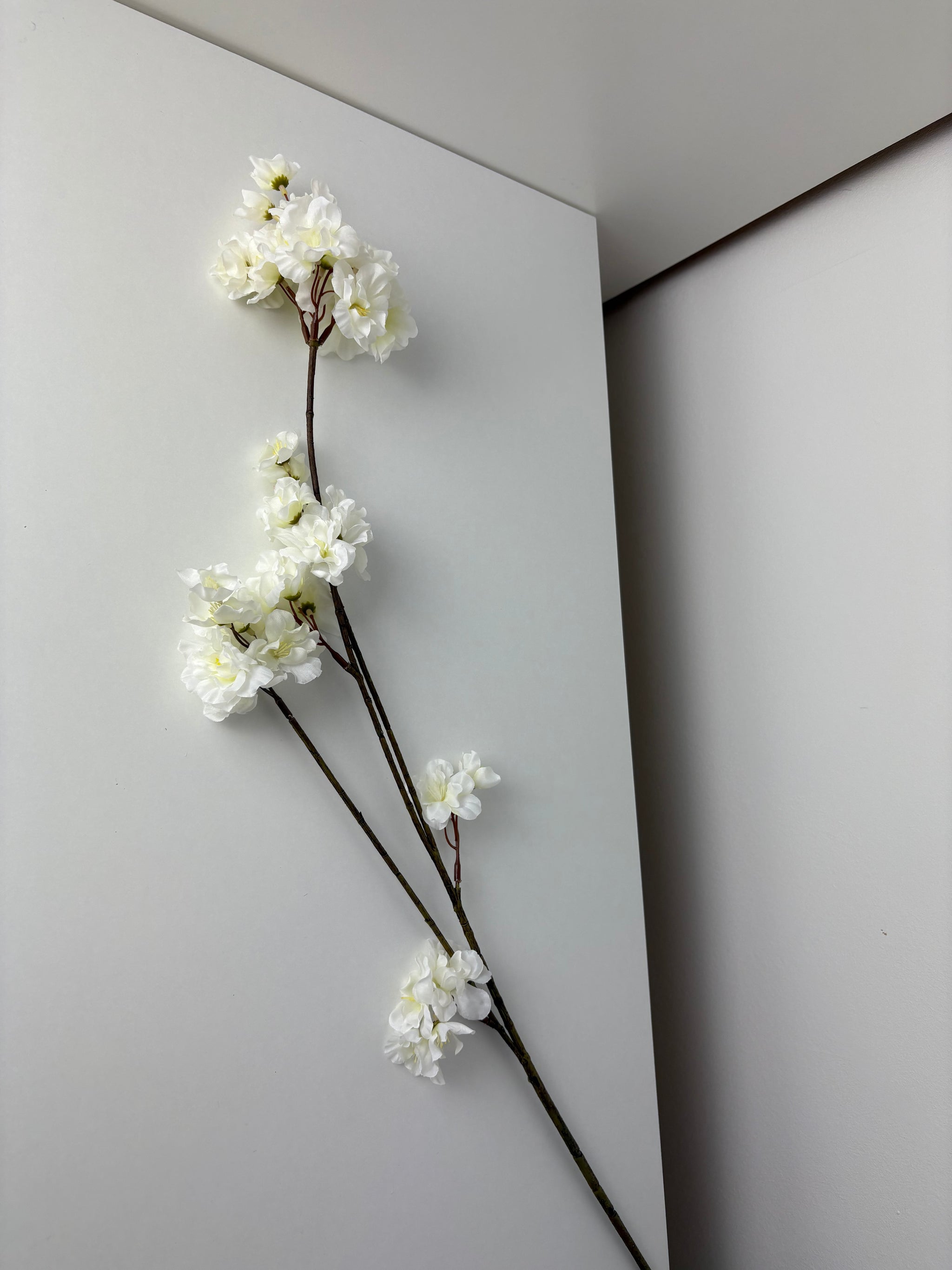 MeeDazzle - white - prunus malaga