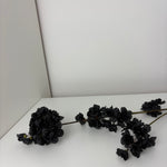 MeeDazzle - black - prunus malaga