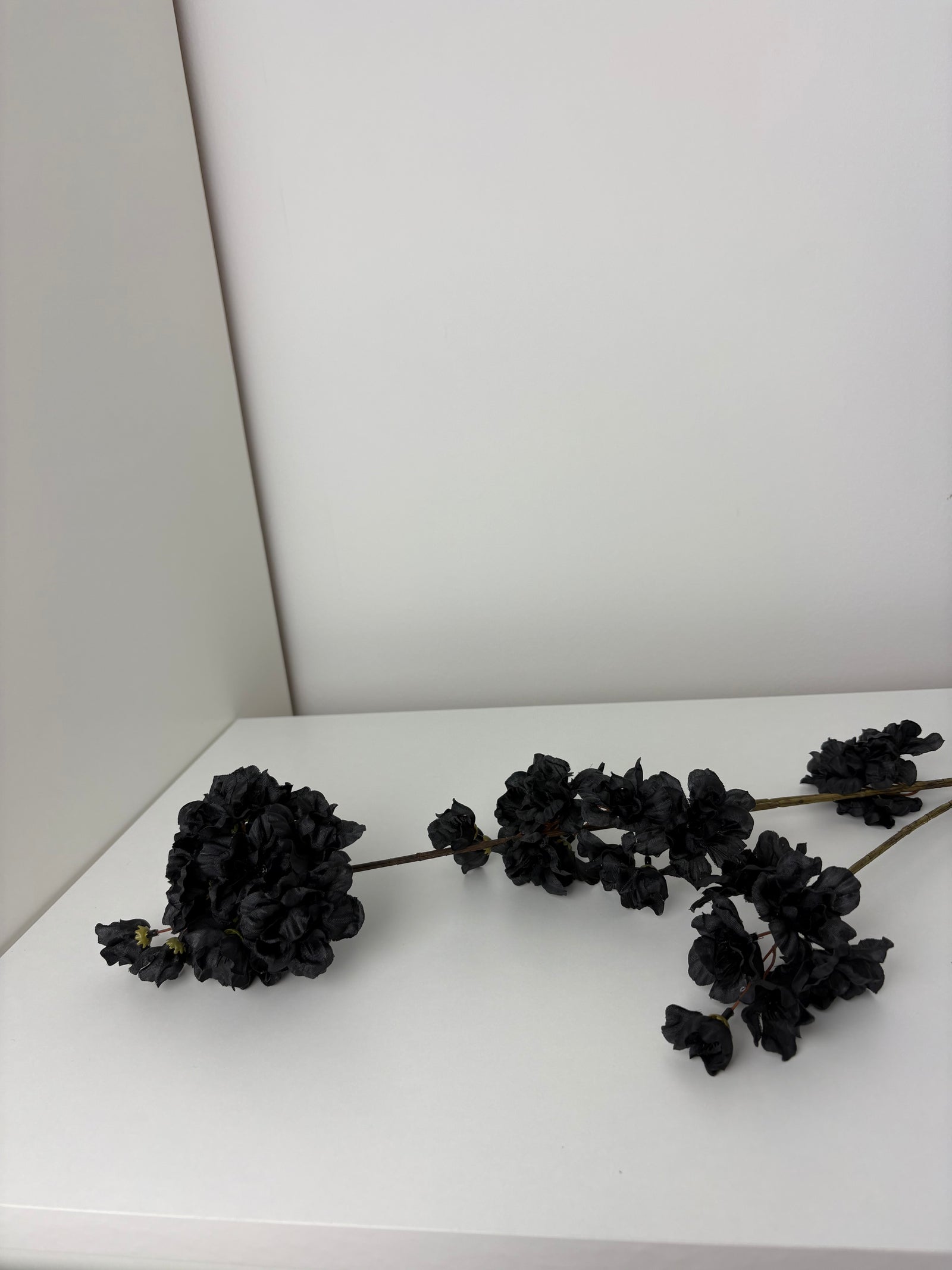 MeeDazzle - black - prunus malaga