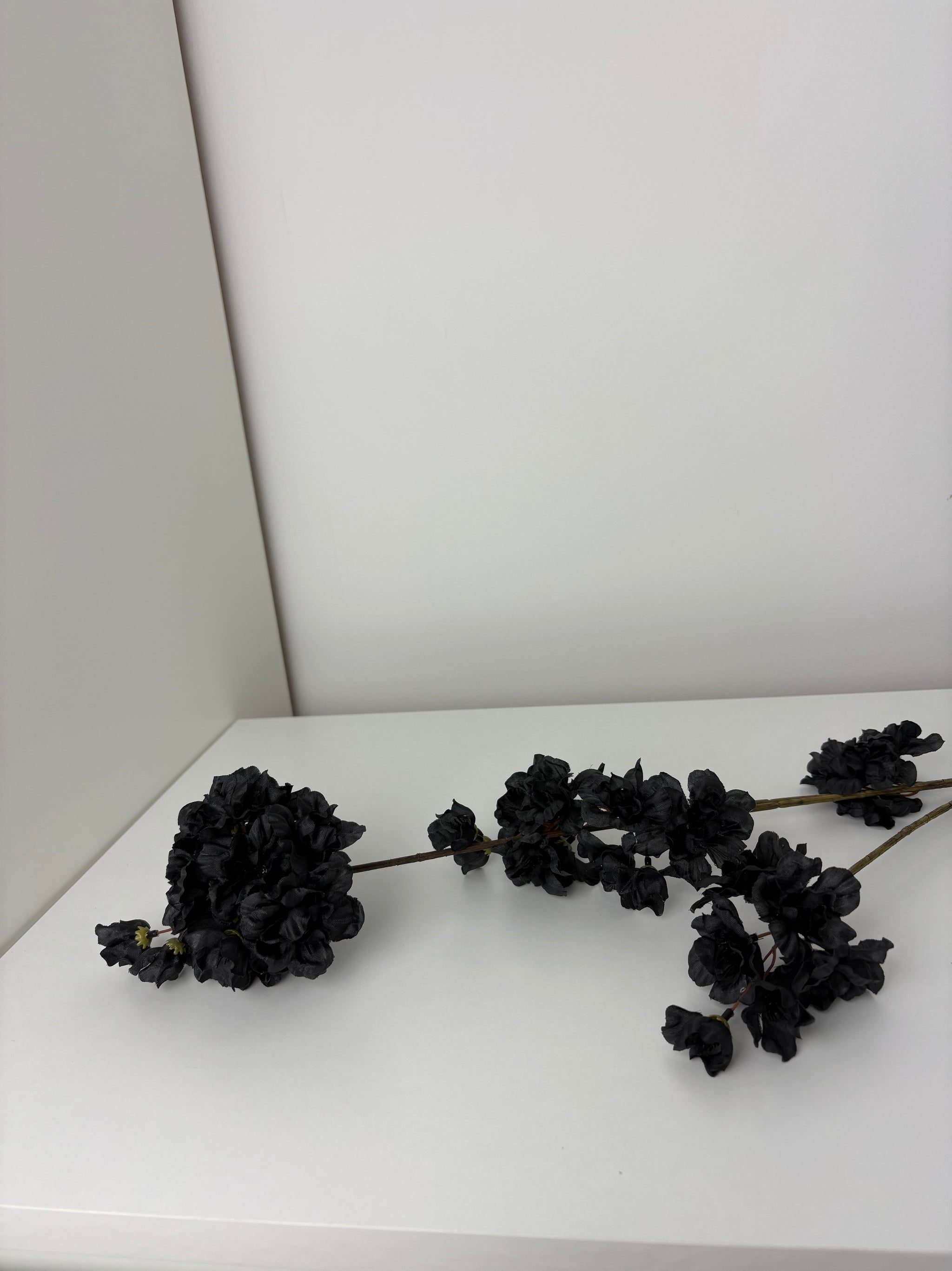 MeeDazzle - black - prunus malaga