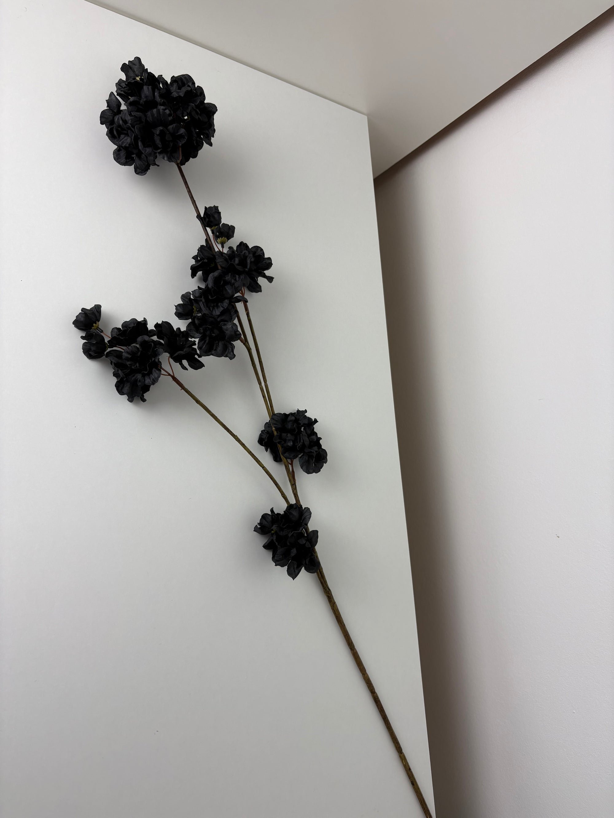 MeeDazzle - black - prunus malaga