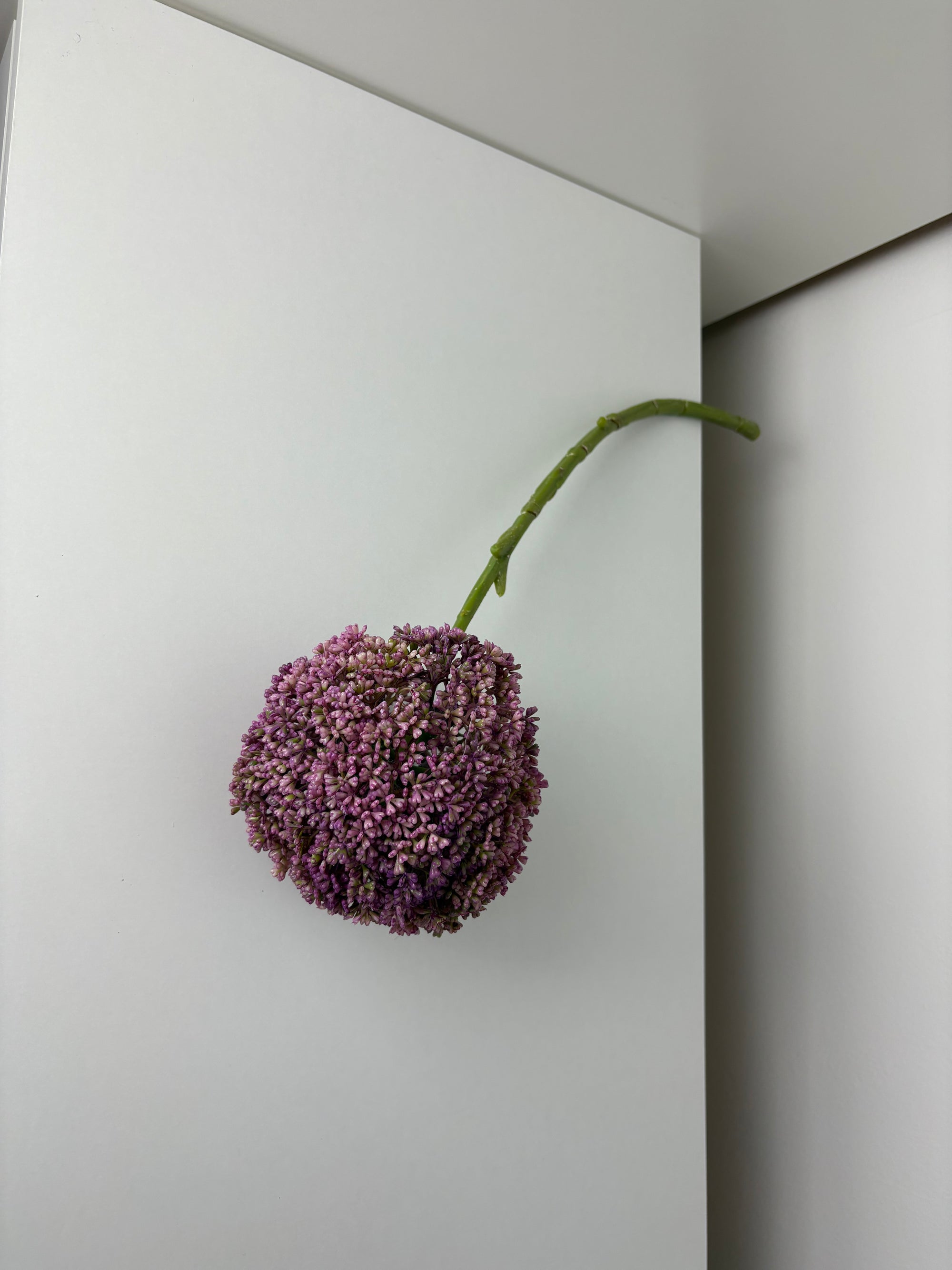 MeeStar - purple - bloem