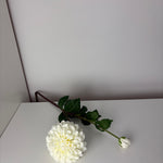 MeeLush - white - dahlia