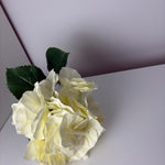 MeeEssence - white - hortensia