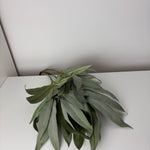 MeeChicstyle - green - hydrangea aletta paniculata